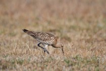 00674-Eurasian_Curlew