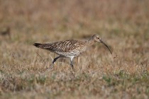 00675-Eurasian_Curlew