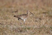 00676-Eurasian_Curlew