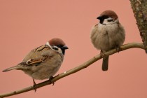 00677-Eurasian_Tree_Sparrow