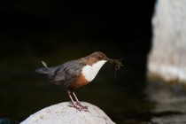 00678-White-throated_Dipper