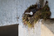 00680-White-throated_Dipper