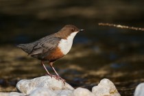 00681-White-throated_Dipper