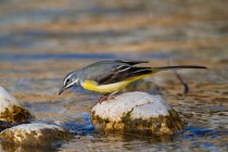 00682-Grey_Wagtail