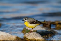 00683-Grey_Wagtail