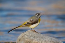 00684-Grey_Wagtail