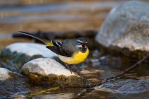 00685-Grey_Wagtail