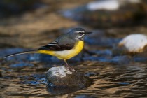 00686-Grey_Wagtail