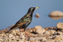 00687-Common_Starling_O