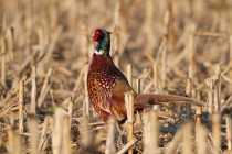 00688-Common_Pheasant