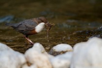 00689-White-throated_Dipper