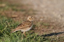 00690-Common_Skylark