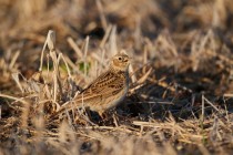 00691-Common_Skylark