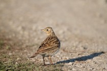 00692-Common_Skylark