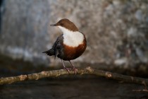 00693-White-throated_Dipper