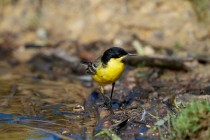 00694-Yellow-Wagtail