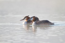 00695-Great_Crested_Grebe
