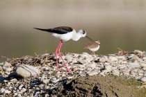 00696-Black-winged_Stilt