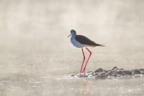 00697-Black-winged_Stilt