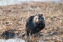 00698-Coypu