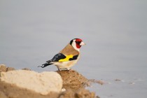 00699-European_Goldfinch