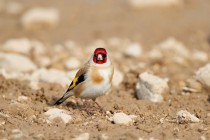 00700-European_Goldfinch