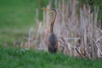 00701-Purple_Heron