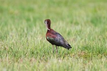 00702-Glossy_Ibis