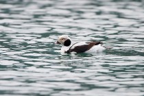 00703-Long-tailed_Duck_O