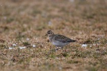 00704-European_Golden_Plover_O