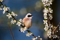 00708-Eurasian_Penduline_Tit