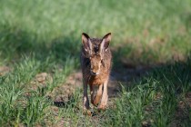 00709-Brown_Hare