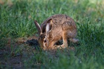 00710-Brown_Hare