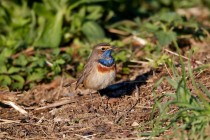 00711-Bluethroat