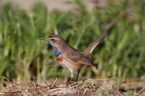 00712-Bluethroat