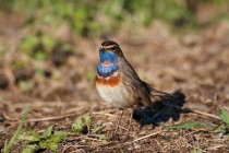 00713-Bluethroat