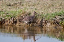 00714-Black-tailed_Godwit_O