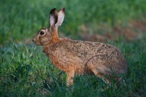 00715-Brown_Hare