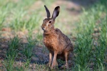 00716-Brown_Hare