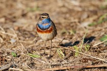 00717-Bluethroat