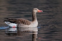 00719-Greylag_Goose