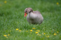 00720-Grelag_Goose