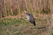 00721-Purple_Heron