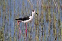 00724-Black-winged_Stilt