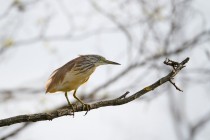 00725-Squacco_Heron_O