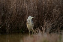 00726-Squacco_Heron_O