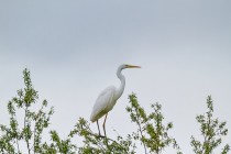 00727-Great_Egret