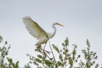 00728-Great_Egret_O