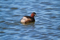 00730-Little_Grebe