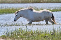 00733-Camargue_Horse